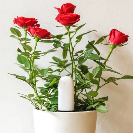 Rozen in pot met HHCC plantsensor