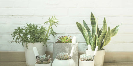 Meerdere potten met planten voorzien van een Xiaomi plantsensor.