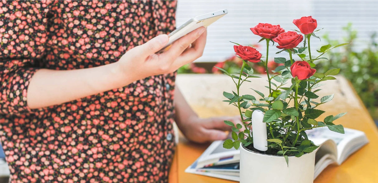 Smartphone waarmee de plantsensor in een pot met bloemen wordt uitgelezen.