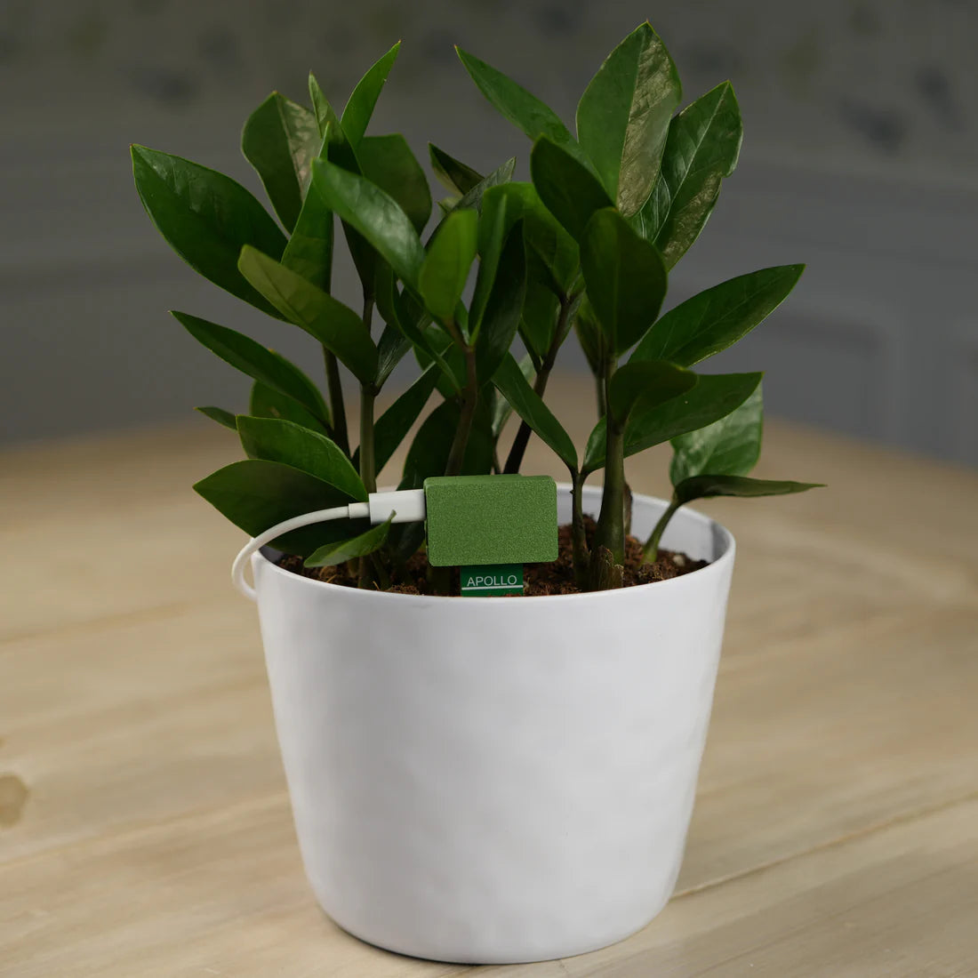 Apollo PLT-1 Ultimate Plant Sensor voor Home Assistant