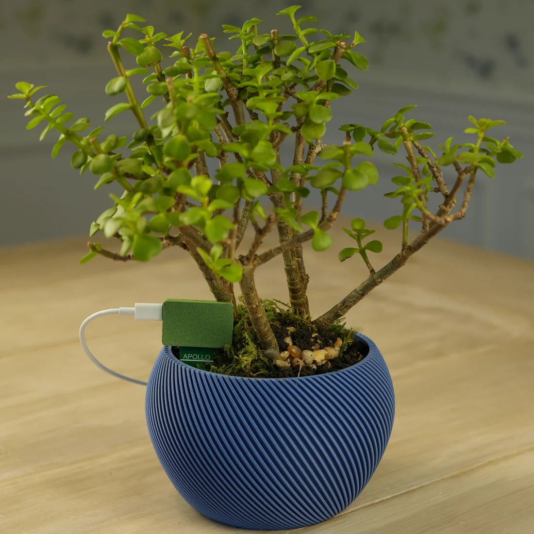 Apollo PLT-1 Ultimate Plant Sensor voor Home Assistant