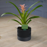 Apollo PLT-1 Ultimate Plant Sensor voor Home Assistant